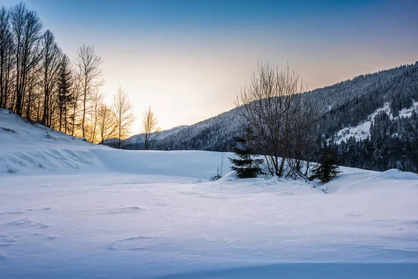 Bäume auf verschneiter Wiese in den Bergen — Stockfoto