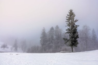 Ladin foreston bir çayır siste