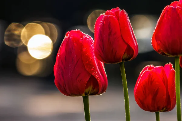 Rode tulpen op donkere achtergrond met bokeh — Stockfoto