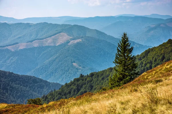 Bosque de abeto en la cordillera de los Cárpatos — Foto de Stock