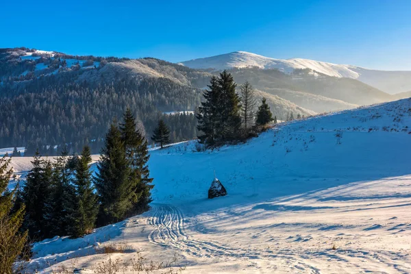 Granskog på snöiga äng i höga berg — Stockfoto