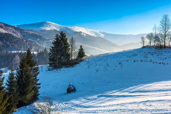 高山の雪に覆われた草原のトウヒ林 — ストック写真