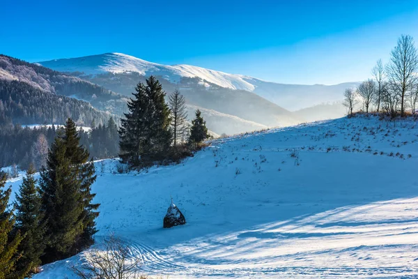 Yüksek dağlar karlı çayır Ladin ormanı — Stok fotoğraf