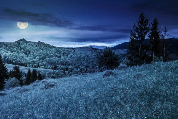 Sparren bossen op een berghelling in de nacht — Stockfoto