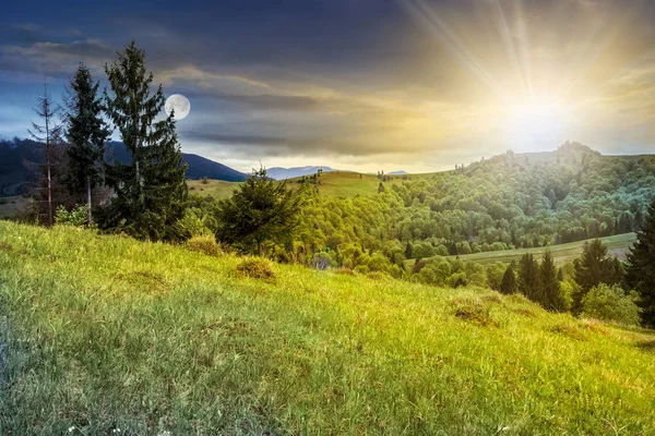 Świerkowego lasu, na zboczu góry — Zdjęcie stockowe