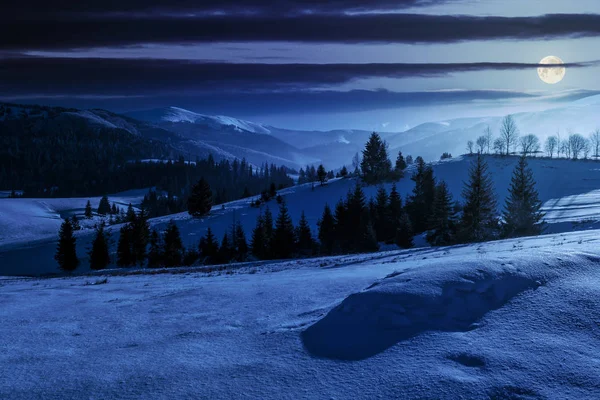 Granskog på snöiga äng i höga berg på natten — Stockfoto