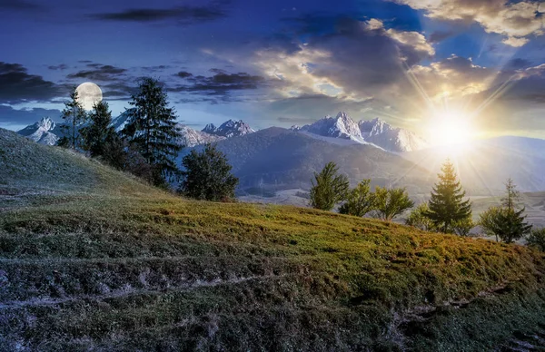 Granskog på gräsbevuxen kulle i Tatrabergen — Stockfoto