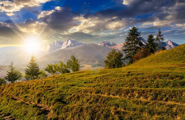 Granskog på gräsbevuxen kulle i Tatrabergen i solnedgången — Stockfoto