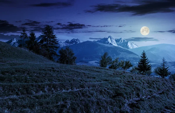 Granskog på gräsbevuxen kulle i Tatrabergen på natten — Stockfoto