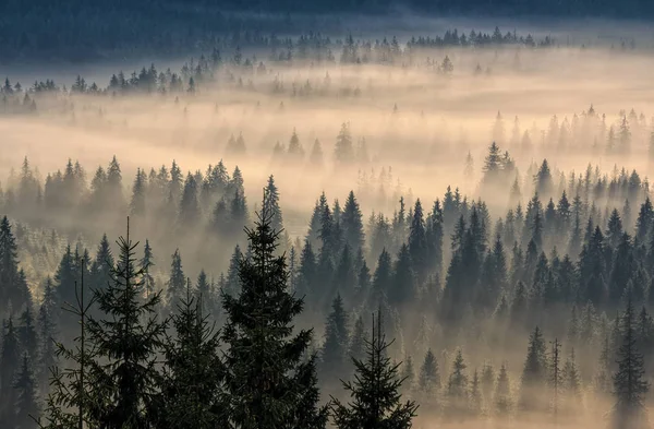 Foresta di conifere in montagne nebbiose — Foto Stock