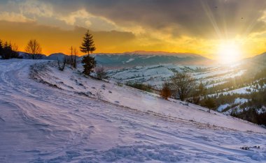 karlı dağlar gün batımında çayırda Ladin ağacı