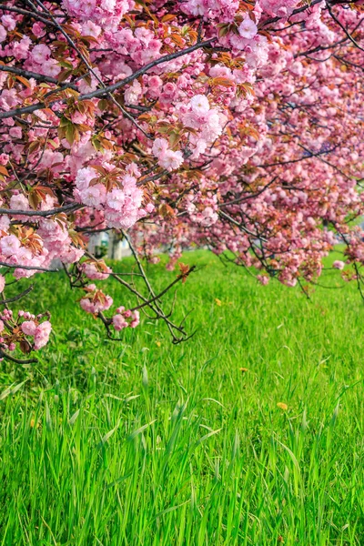 Ροζ λουλούδια sakura κλάδων — Φωτογραφία Αρχείου