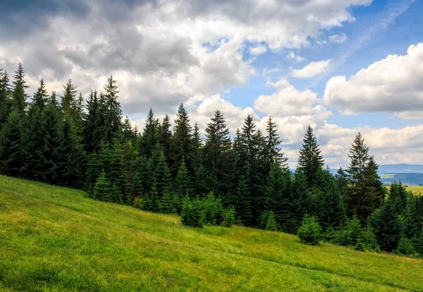 Bosque de coníferas en una ladera de montaña — Foto de Stock