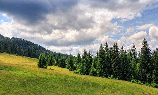 хвойные леса на горном склоне
