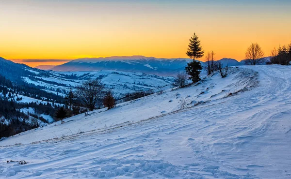 karlı dağlar çayırda Ladin ağacı