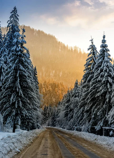 Strada innevata attraverso la foresta di abeti rossi al tramonto — Foto Stock