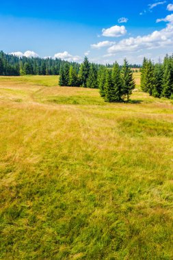 bir dağ tepe tarafında çam ormanı
