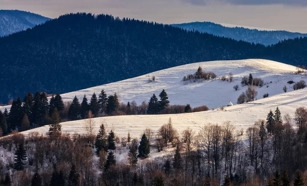 Smrkovým porostem na zasněženou louku ve vysokých horách — Stock fotografie