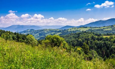 bir dağ tepe tarafında çam ormanı