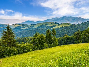 bir dağ tepe tarafında çam ormanı