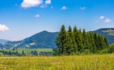 bir dağ tepe tarafında çam ormanı