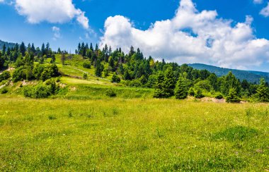 bir dağ tepe tarafında çam ormanı