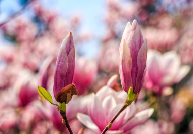 Manolya çiçek bulanık bir arka plan üzerinde