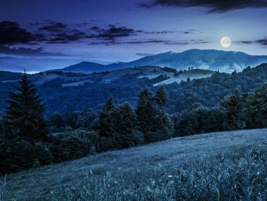 Geceleri bir dağ tepe tarafında çam ormanı