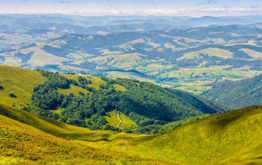 Orman bir dağ yamacında