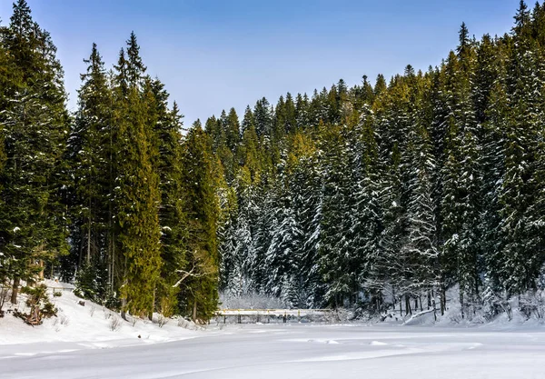 Granskog på snöiga äng i höga berg — Stockfoto