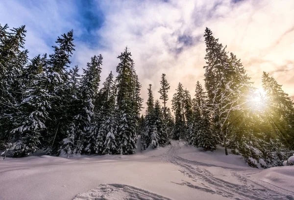 Vuren bos op besneeuwde weide in hooggebergte — Stockfoto