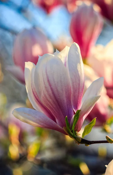 Flores de magnólia em um fundo embaçado — Fotografia de Stock