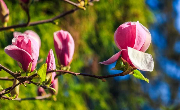 Magnolia blommor på en suddig bakgrund — Stockfoto