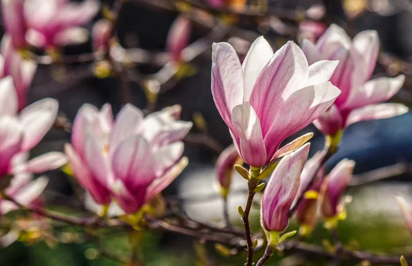 Magnolienblüten auf verschwommenem Hintergrund — Stockfoto