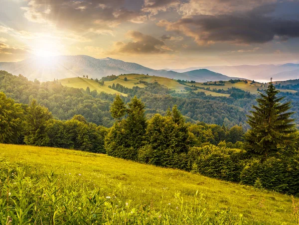 Bosco di abeti rossi su una collina di montagna al tramonto — Foto Stock