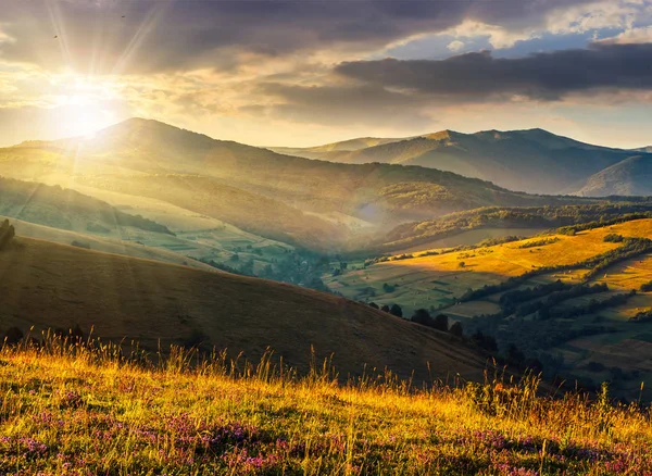 Fiori selvatici nell'erba sulla collina al tramonto — Foto Stock