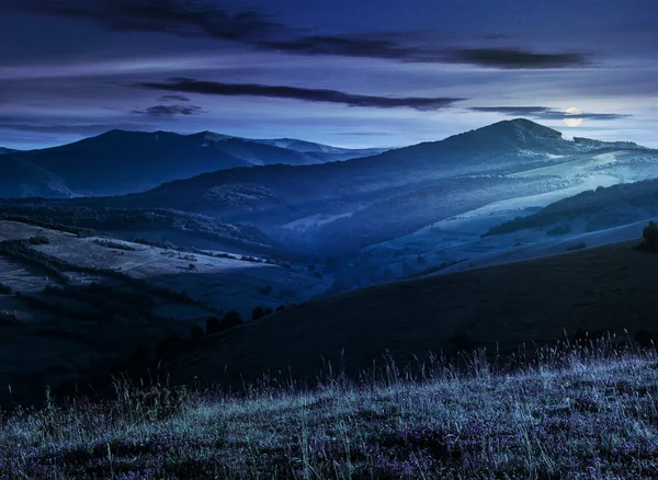 Wild flowers in the grass on hillside at night — Stock Photo, Image