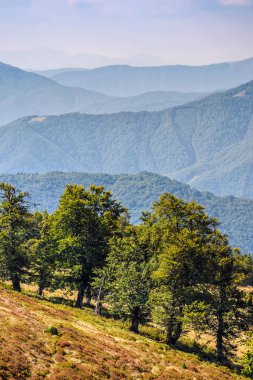 bir dağ tepe tarafında kaç ağaçlar