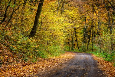 Turuncu yeşillik içinde orman yolu