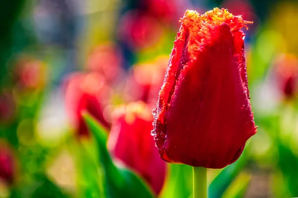 Rode tulip op groene onscherpe achtergrond — Stockfoto