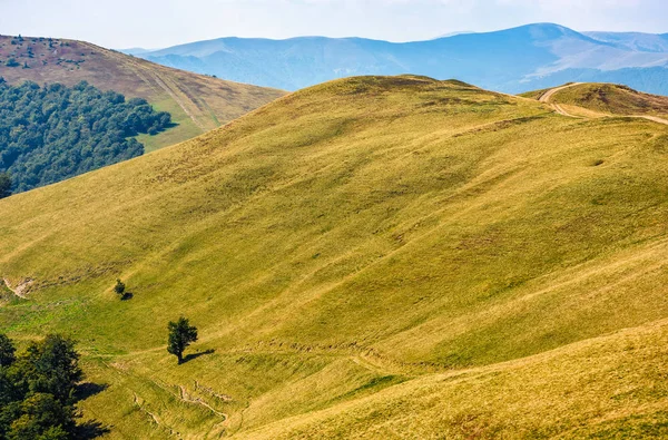 Few trees on a mountain hill side — Stock Photo, Image