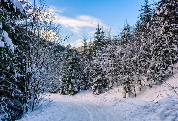 Schneeglätte durch Fichtenwald — Stockfoto