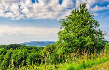 güzel yaz gününde kırsal alanda ağaç