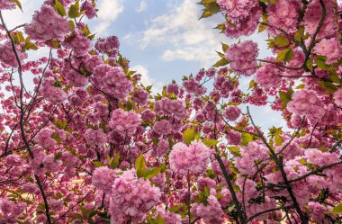 Sakura çiçek çiçek bahar içinde