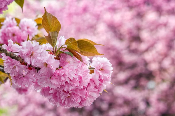 Sakura çiçek çiçek bahar içinde — Stok fotoğraf