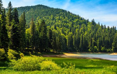 orman arasında dağ gölü