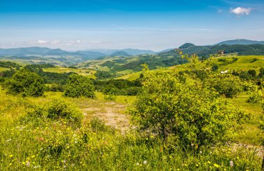 kırsal alanda bir dağ yamaca orman