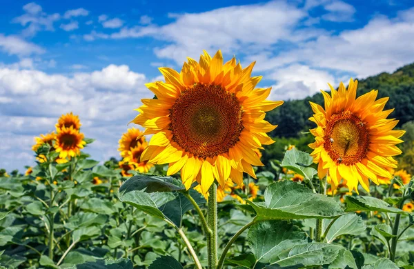 Girasol primer plano sobre un fondo de la naturaleza — Foto de Stock