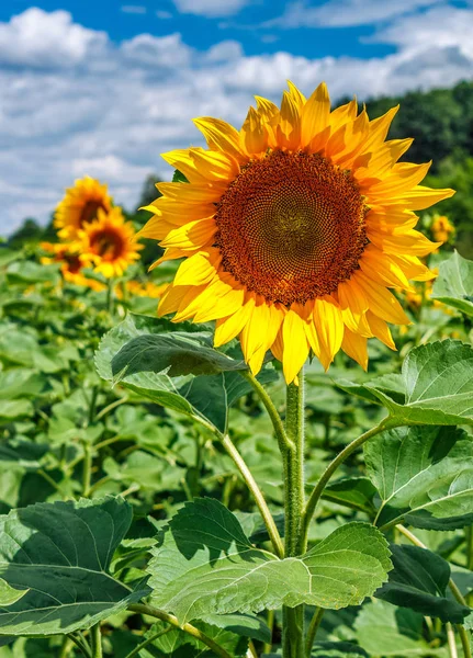 Sunflower closeup on a nature background — Stock Photo, Image