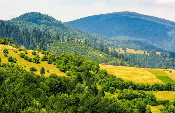 Les na svahu hory ve venkovské oblasti — Stock fotografie